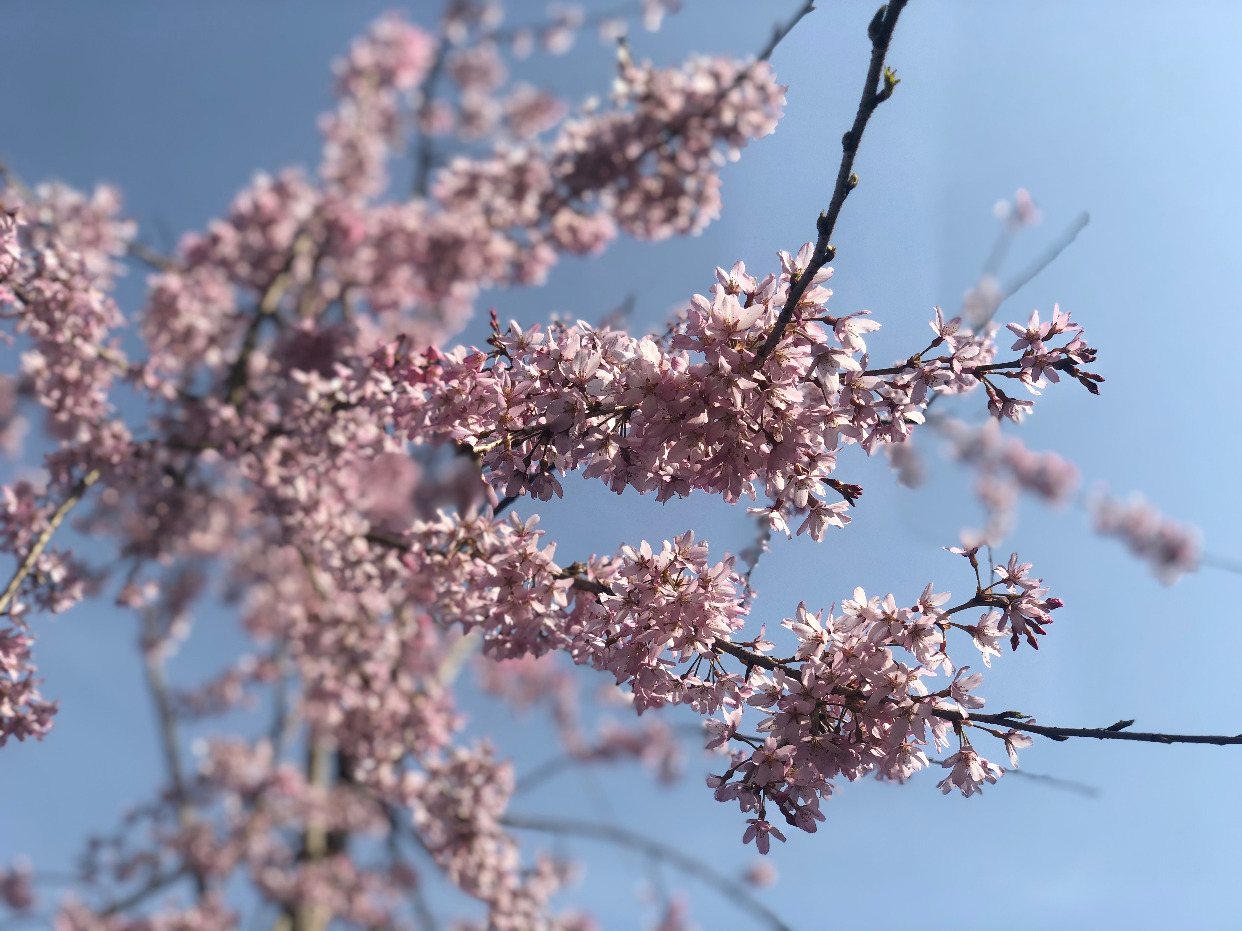 アクーユ中庭　しだれ桜